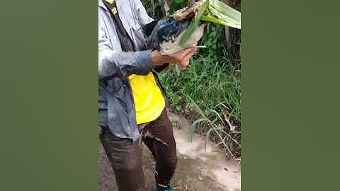 Câu Được Cá Lóc Khủng ở Rừng U Minh