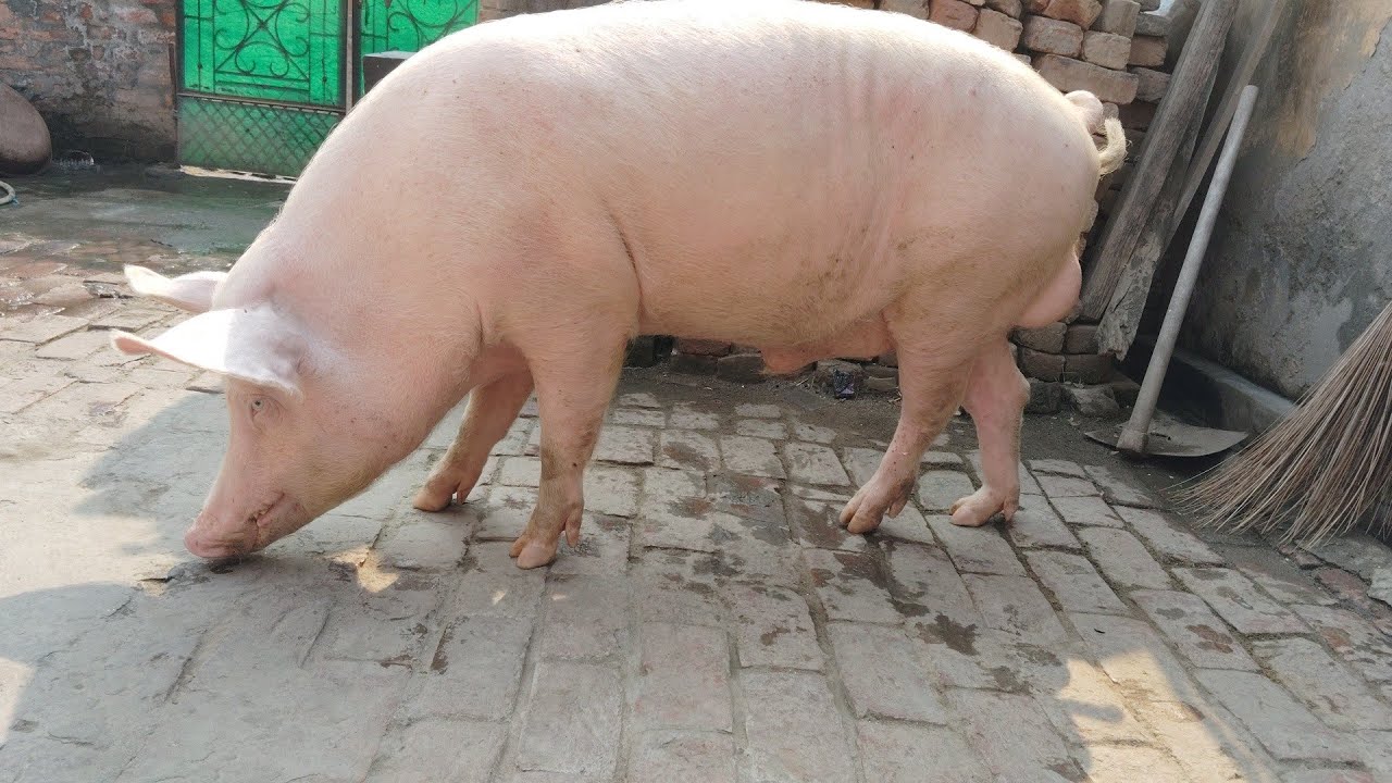 Pig Farm In India YouTube Pig Farm In India YouTube