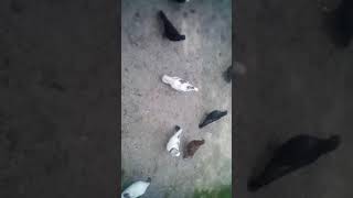 Elcin Ucarli Teze Silyan