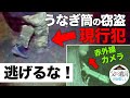 ウナギ筒を盗んだ犯人が赤外線カメラに映りました。【うなぎ,鰻,夜釣り,穴釣り】