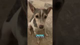 Meet Finley the sweet Rat Terrier #ratterrier #dog #cutedog #foryou