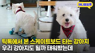스케이트보드 타는 천재 강아지 | KBS 생생정보 260629 방송
