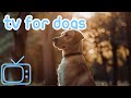 EXTRA LONG Dog TV! Entertaining Videos for Dogs to Cure Boredom!