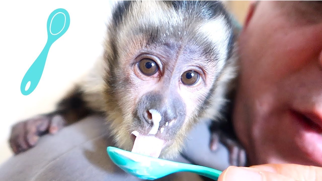 Baby Monkey First Time Trying Yogurt! (CUTENESS OVERLOAD) YouTube