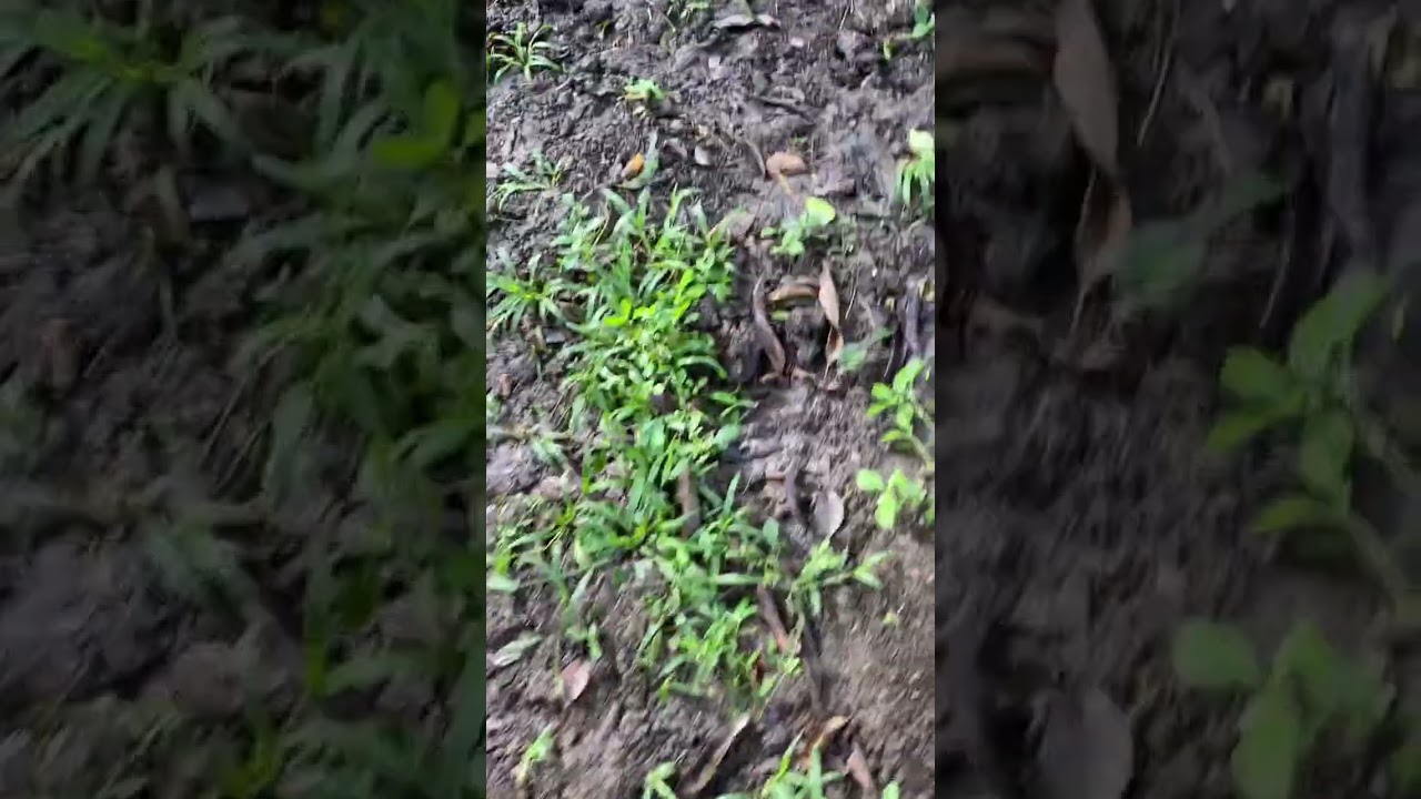 Mangunguha si Ms.Jujubabe ng calamandarin❤️❤️❤️