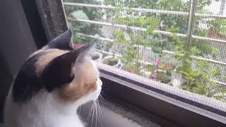 Relaxing on a rainy day!  a Funny Cats Daily moments cute and relaxing cat video