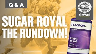 Plagron Sugar Royal the Rundown | ft. Jorg from Plagron | Q&A