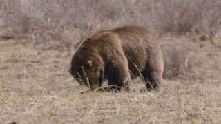 Grizzly Bear Encounter While Hiking Solo