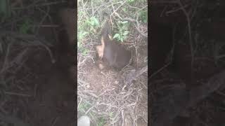 Dogs First Time Down A Fox Hole