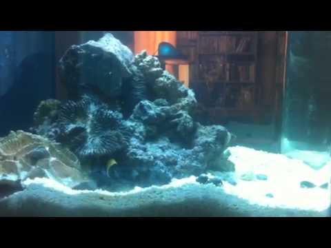 Evil Nemo remodeling