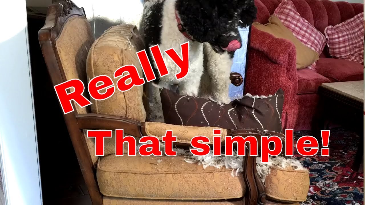 Stop your puppy from chewing your stuff