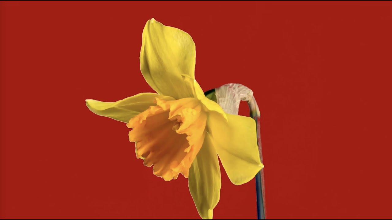 Смотреть «Pollen - Fleur» на YouTube Смотреть «Pollen - Fleur» на YouTube