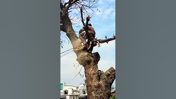 large mango tree cutting skill technique #shortvideo #treecutting #chainsaw