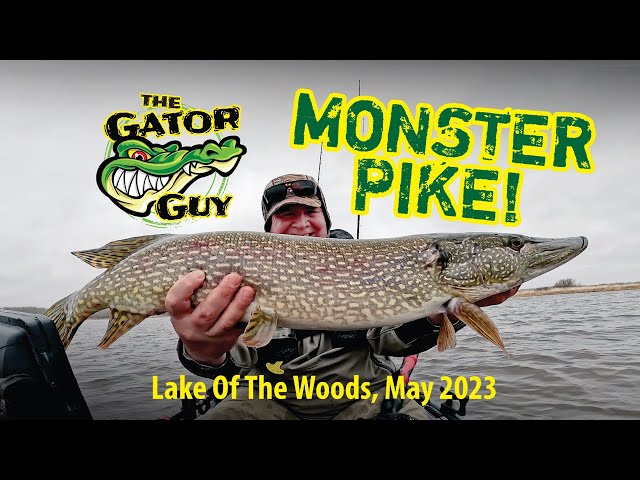 MONSTER PIKE KAYAK FISHING LAKE OF THE WOODS!