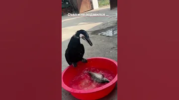 #shorts Съел и не подавился .Ненасытный баклан.