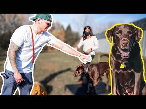 Videó: Az egyetlen módja, hogy távol tartsa az embereket a reaktív kutyától