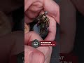 How to Paint Trench Crusade Prussians | The Gold and Steel
