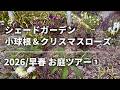 《お庭ツアー2026／早春①》シェードガーデン小球根＆クリスマスローズが満開！／草マルチ・雑草と共生する庭／不耕起栽培