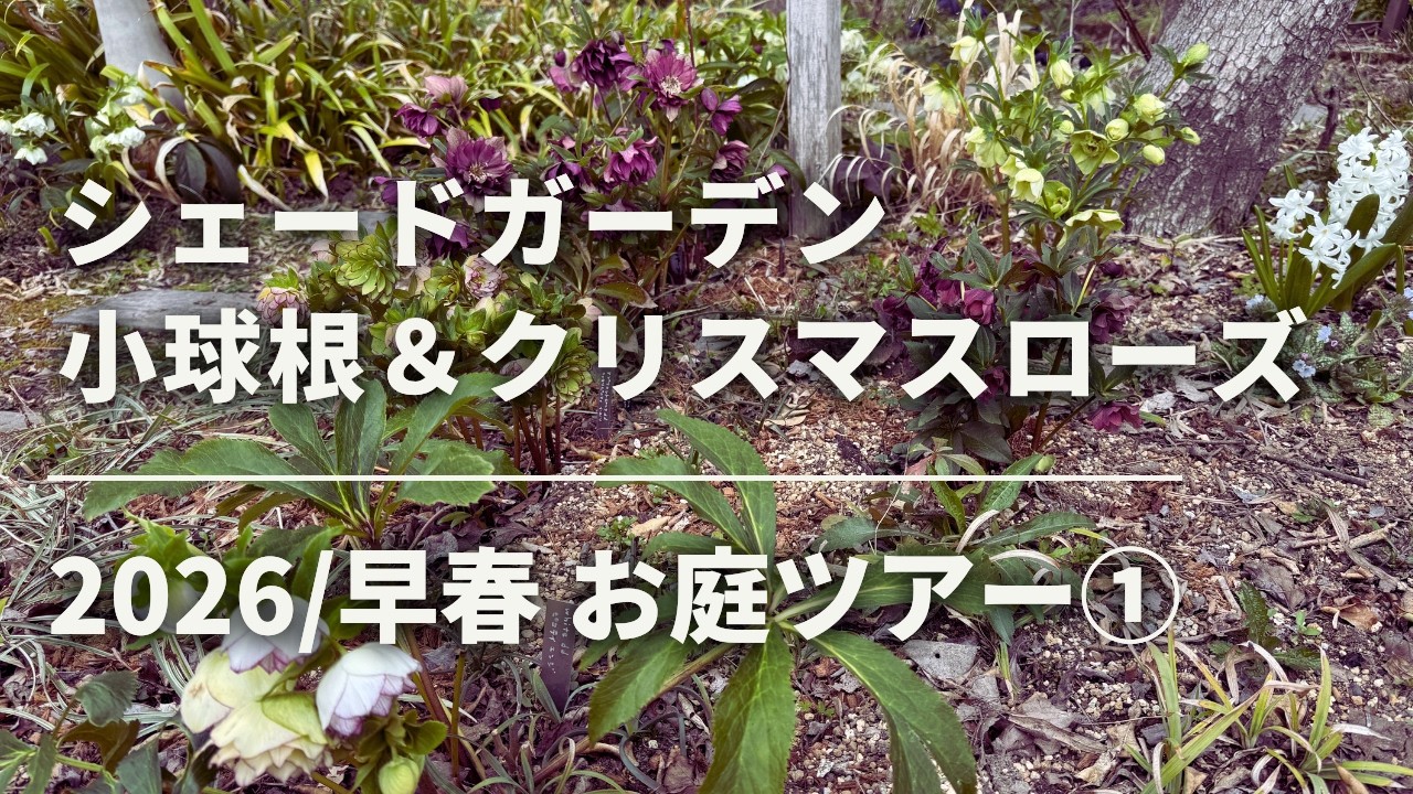 Garden Tour 2026 / Early Spring ①》 Shade garden: Small bulbs and