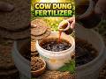 How to make cow dung fertilizer | Upale se khad kaise bnaye Sharabiyon me plants ke liye fertilizer