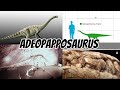 Dinosaur Species  Adeopapposaurus Facts, Size & Behavior