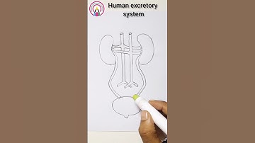 Excretory System Diagram. #shorts #viral #youtubeshorts
