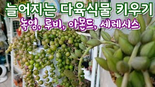 늘어지는 수형의  다육식물들 , 녹영, 진주목걸이, 아몬드, 세레시스 이야기 にくしょくぶつ,  多肉植物, Korean succulents