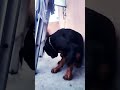 (rottweiler) sona baccha