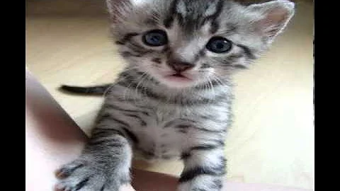 Video 10458881: egyptian mau cat