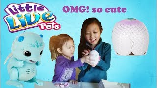 Little Live Pets Surprise Dragon | Hatch out hop and flutter it's wings Little Live Pets Surprise Dragon | Hatch out hop and flutter it's wings