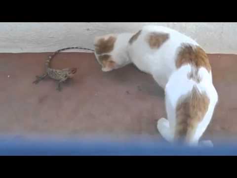 funny-cats-scared-compilation-2013-jump-scare-cats