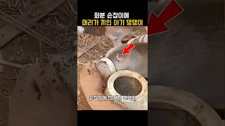 화분 손잡이에 머리가 끼인 아기 댕댕이 ㅠㅠ