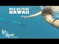 Things to do in Oahu - Swimming with Wild Dolphins