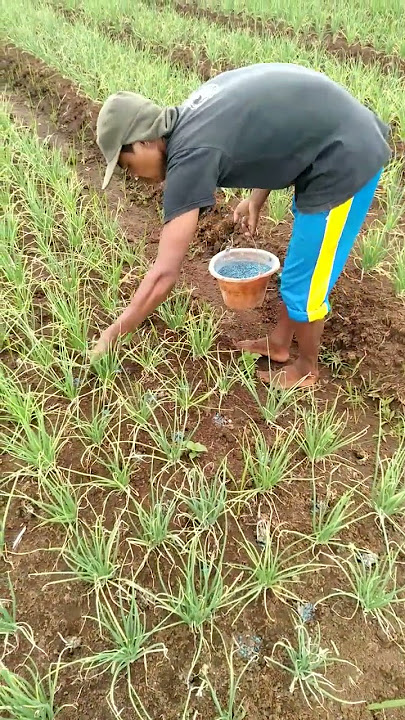 fertilization process for shallots at 27 days after planting