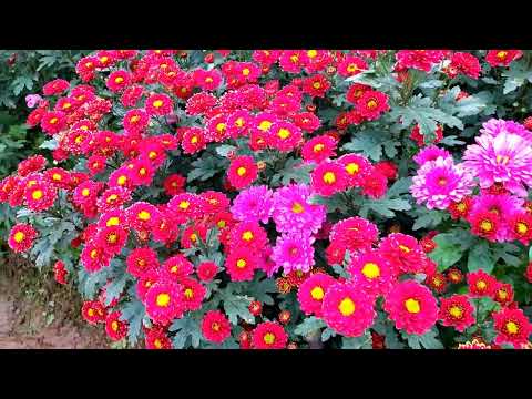 Video: Trồng Hoa Cóc - Trồng Hoa Cóc Trong Vườn