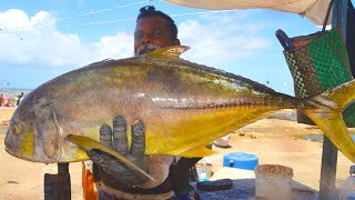 Huge Yellow Fin Trevally | Fish Cutting Skills