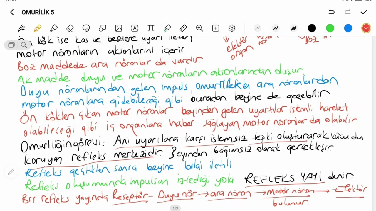 AYT-OMURİLİK VE ÇEVRESEL SİNİR SİSTEMİ