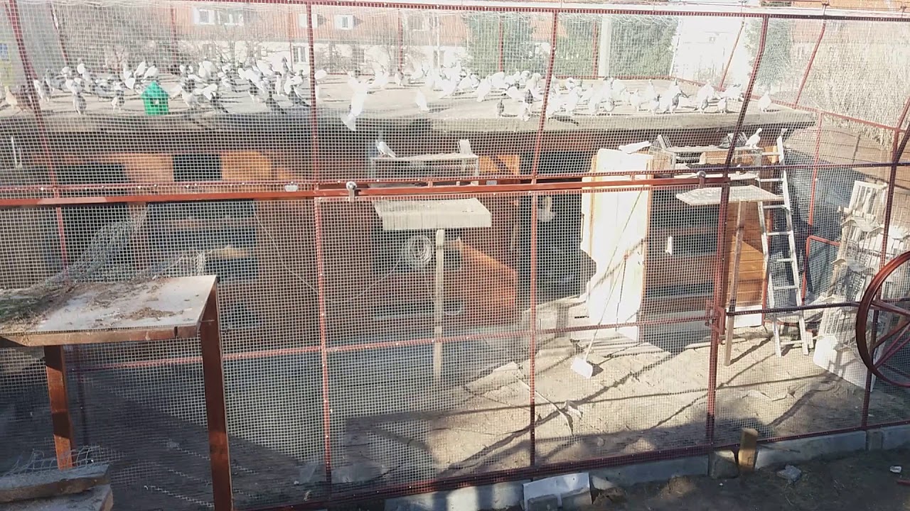 GOŁĘBIE ANDRZEJA ELBLĄG 1.04.19 ZACIĄG JEST SIŁA 💪💪