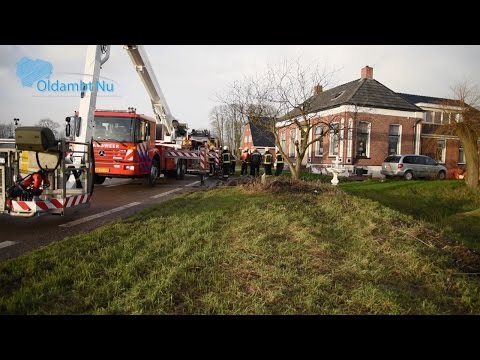 Video: Goldhoornin Tunnistaminen