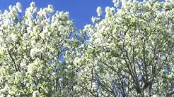 Tree experts send warning about Bradford pear trees