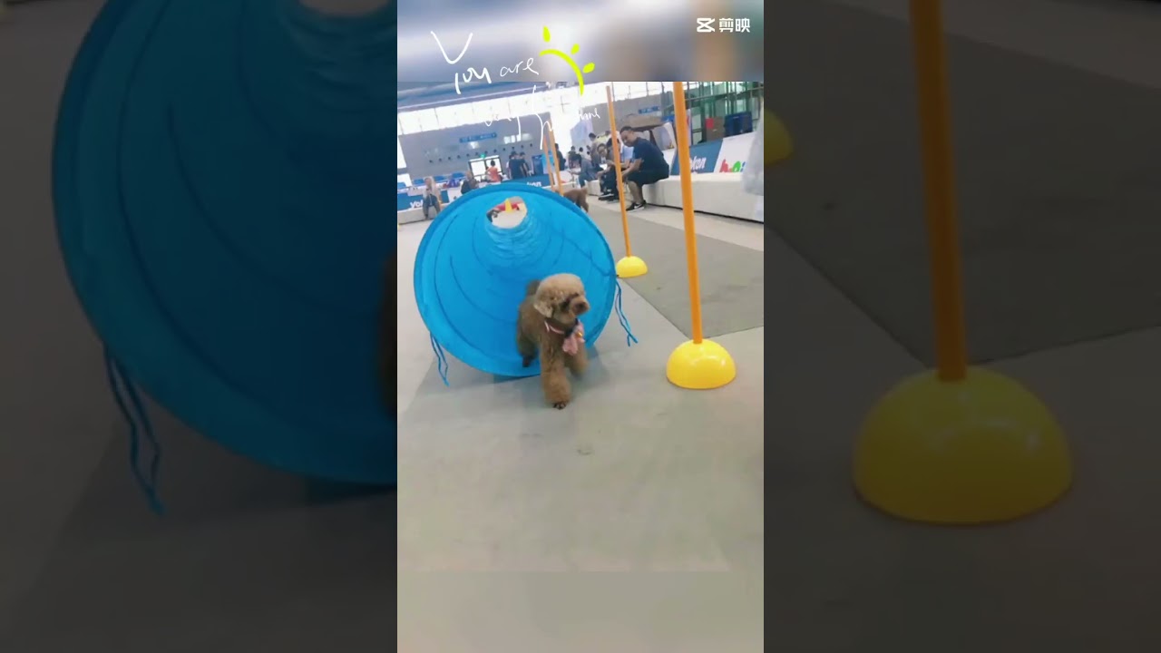 Dog Agility Training Equipment Pet Training Tunnel Obstacle Interactive Outdoor Games Runway Oxford