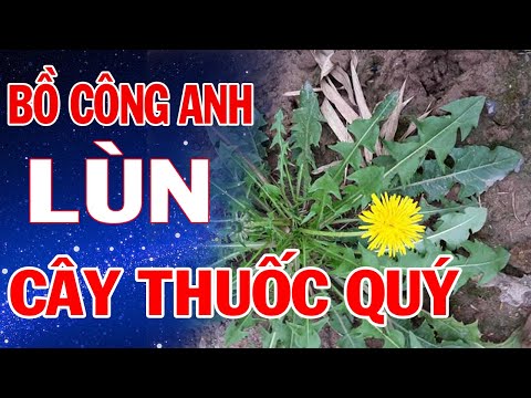 Video Cây Bồ Công Anh Lùn Đặc Điểm Nhận Dạng - Những Bài... - youtube
