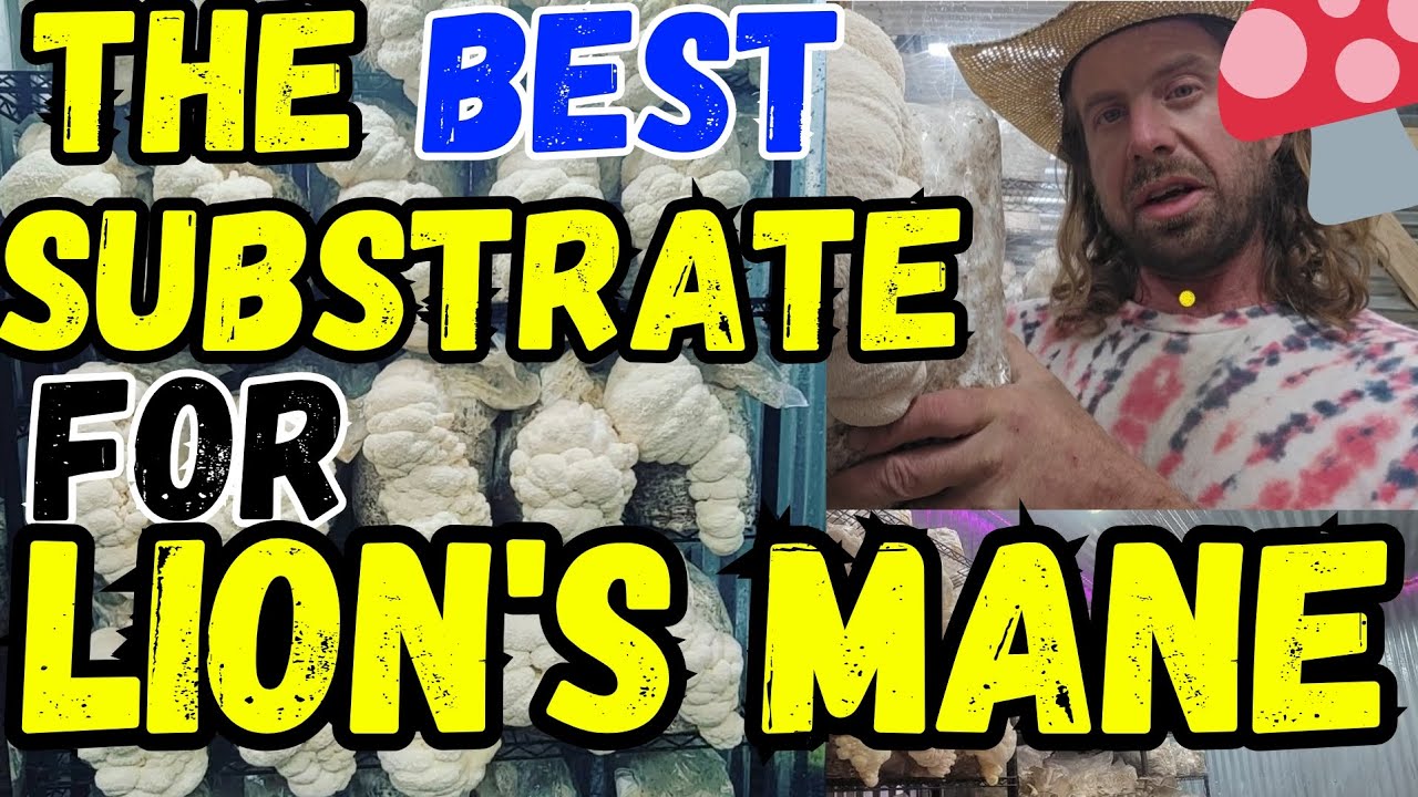 🍄The BEST Substrate For Lion's Mane Mushrooms!💥