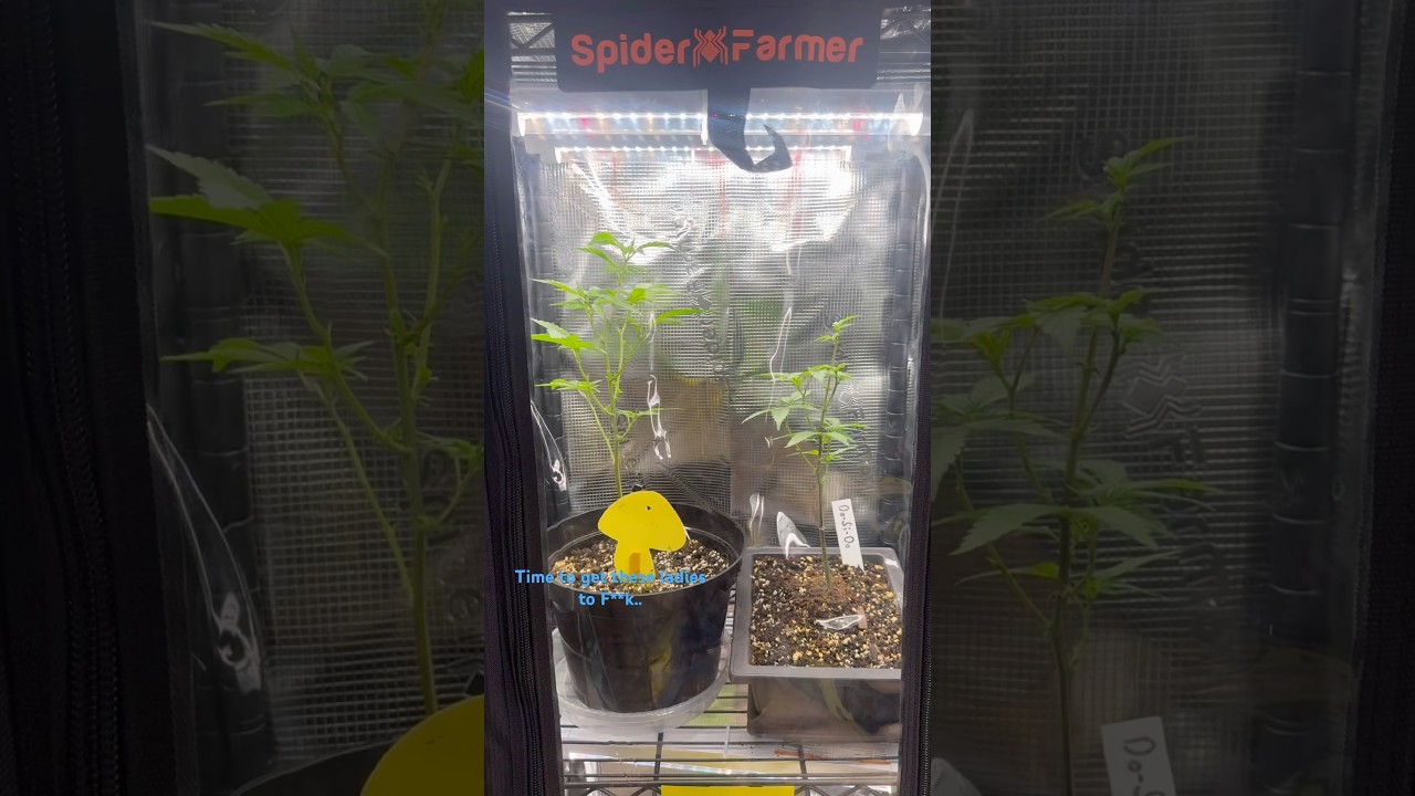 Spider Farmer - Full Spectrum 5000K LED Grow Rack’s - Genetics I’m Crossing. 