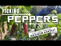 Pepper Picking Q&amp;As and TIPS for Maximum Harvest &amp; Pickling: Bell, Pepperoncini, Banana &amp; Jalapeño.