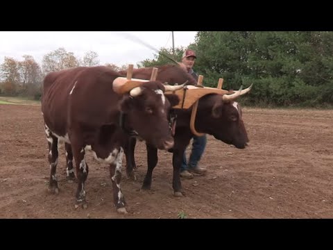 Video: Bekerja Dengan Kuda Draught di Pertanian Kecil, Berkelanjutan