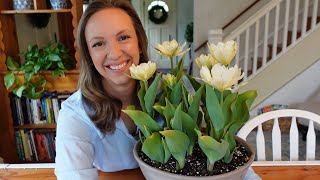 How to Force Tulips to Bloom Inside // Northlawn Flower Farm