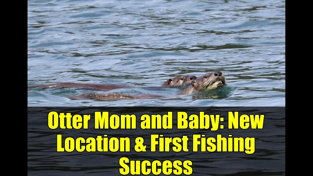 Otter Mom and Baby: New Location & First Fishing Success | Wildlife Behavior