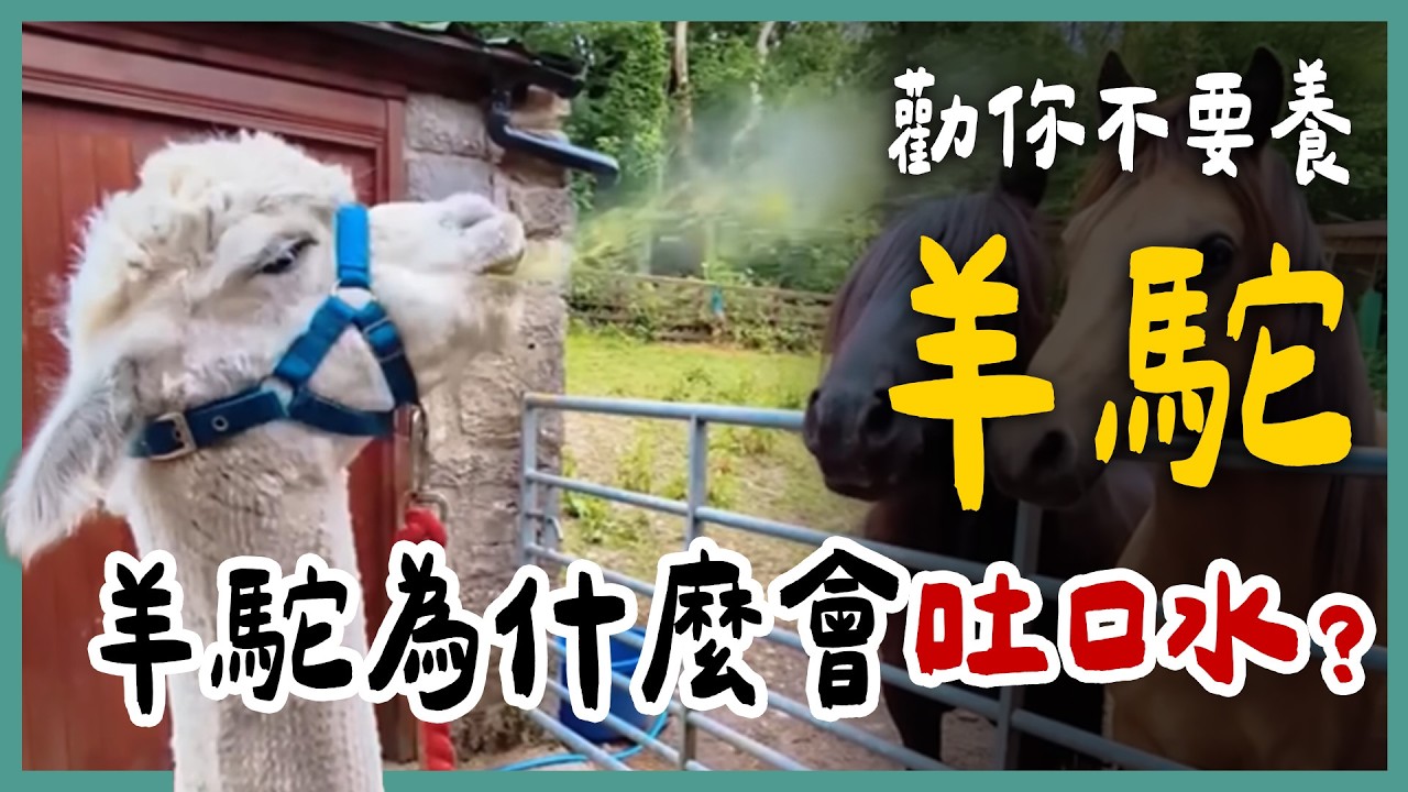 為什麼羊駝會噴口水炸彈？羊駝出門都搭特斯拉！養羊駝要準備多少錢？有什麼地方需要注意？羊駝不受控的一集...《勸你不要養》EP33 | 蝌蚪老師與三桃