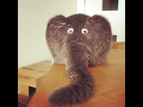 Cat's Butt Looks Like an Elephant